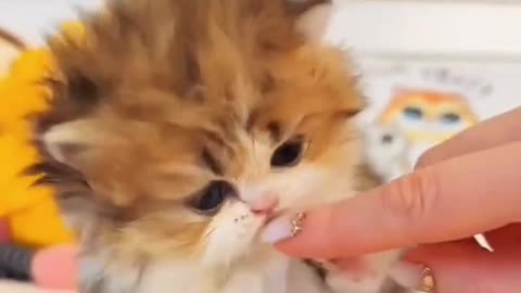 Smart cute kitten showing flirt