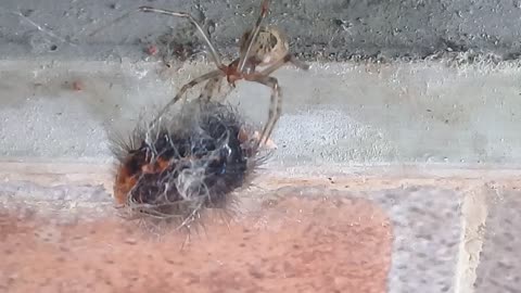 Araña atrapa gusano santamaria