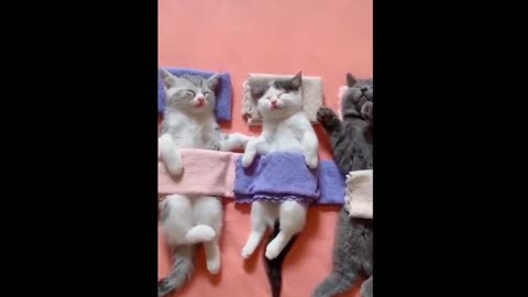Unbelievable!!! #229 Funny Cat Videos Try Not To Laugh