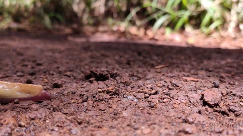 Close up of a Slug Crawling on the Ground