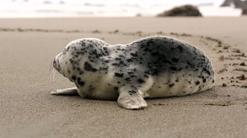 Beautiful seals on the beach