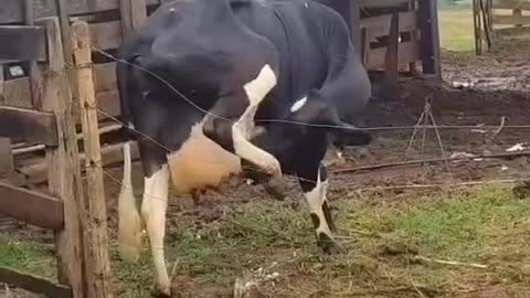 Cow that sucks its own tempts😂😂