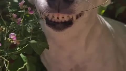 The Incredible Dog. A Dog Laughing Like Human
