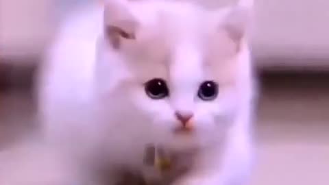 Funniest Videos 2023 😂 Funny Cats 🐱 #cute #cat #short