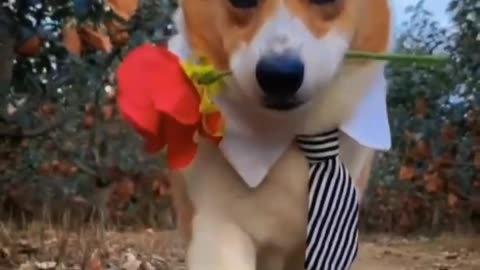 Funny Animals!! Between Cats, Dogs and Roses