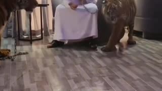 this guy lost his mind is raising 3 tigers as pets