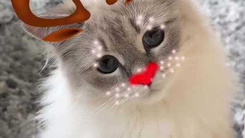 Christmas Cats 🎄🐱💚 #cat #christmas #merrychristmas