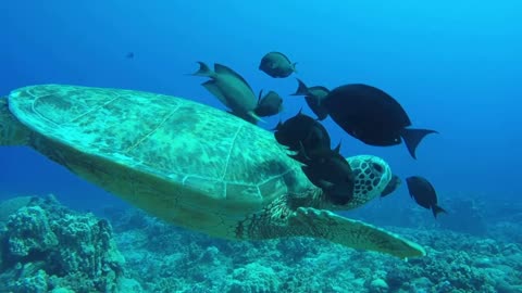 Swimming with Sea turtle around the fish