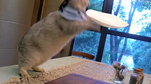 cat cut cucumber with knife