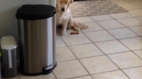 Guilty Dog Golden Retriever
