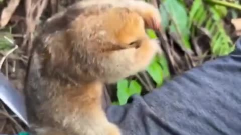 Cute Sloth #shorts #shortvideo #youtubeshorts#video #virals