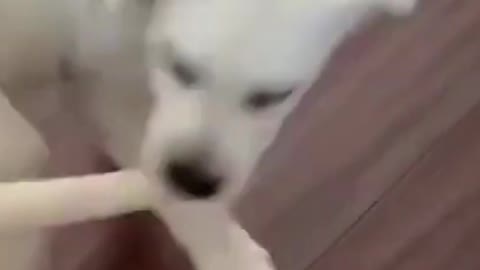 Classic trick of funny puppy to chase its own tail