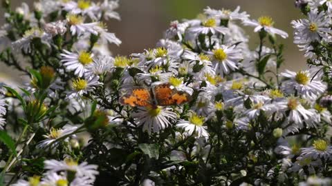 Pearl crescent butterfly and Bombus terricola bumble bee flying around flower