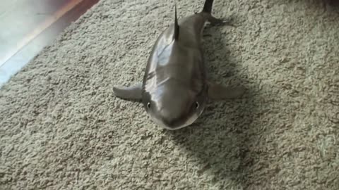Cutest Baby Shark funny shark reaction