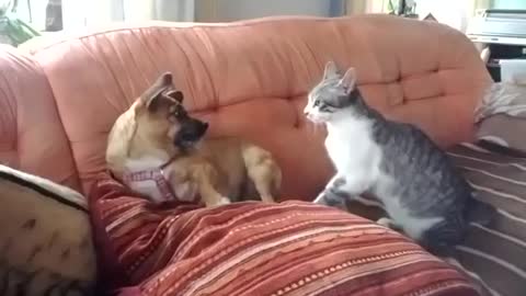cat playing with dog