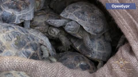 4000 Rare Tortoises Found Crammed In Sacks In Garage