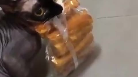 Kitten want to devour sausages - cute