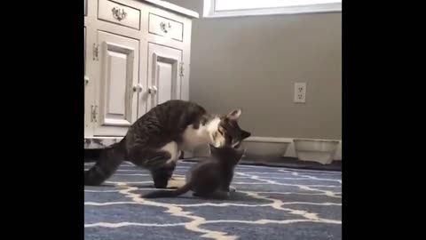 Cat Plays Despite Having Only Two Legs
