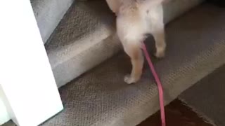 Golden Retriever Puppy Playing Kitty Games