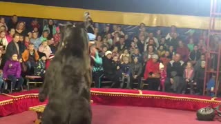 Russian Circus Bear Had Enough of His Trainer