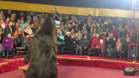 Russian Circus Bear Had Enough of His Trainer