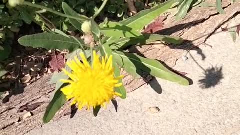A small yellow flower by the side of the road