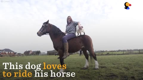 Dog Loves Riding His Horse