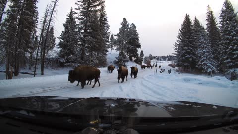 Bison Herds Moving Along Yellowstone Road