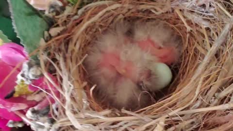Baby robins on the nest