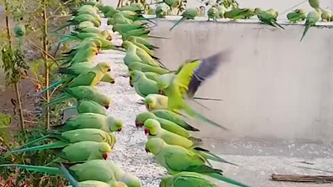 attract Parrots