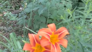 Tiger Lilies