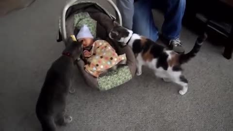 Cat reaction to new born baby