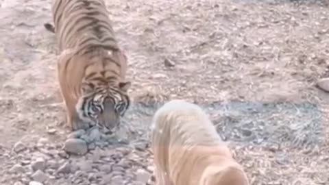 Angry tiger| funny Dog video