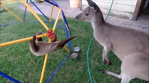 Funny baby sloth