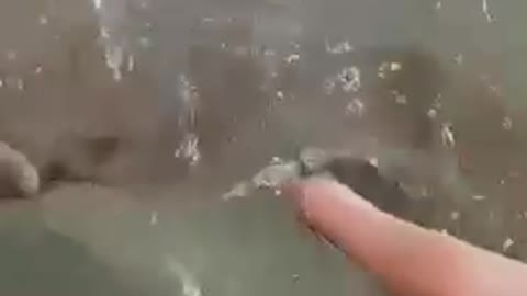 Stingray feeding