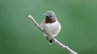 The robin chirping on the branch