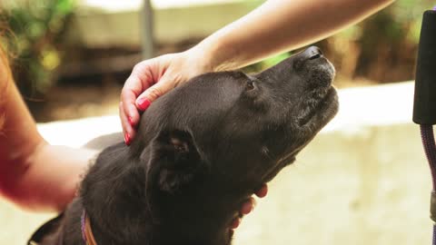 Dog's Reaction When Owner Stops Petting Him