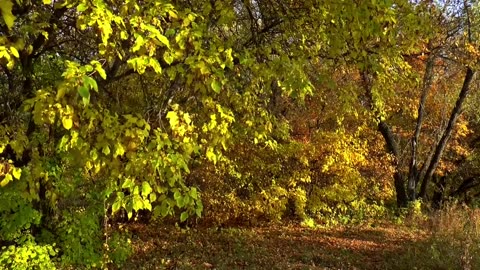 Forest meditation