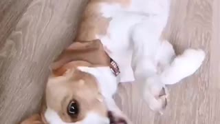 Beagle dog plays dead after bang bang
