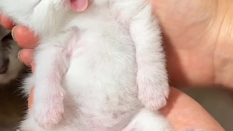 Newly born cat