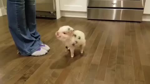 Little pig that has been trained