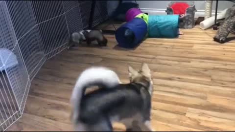 Ferrets with A Dog in The Playroom At Home