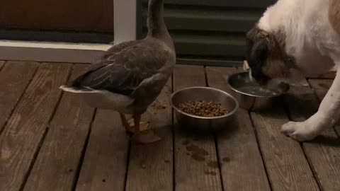 Goose and Dog Enjoying Dinnertime Together