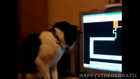 TRY NOT LAUGHT - FUNNY CATS GETTING SURPRISED