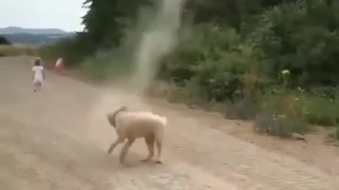 Dog Stops Tornado from Forming