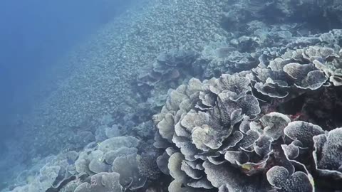 Scuba Diving in Banda Sea