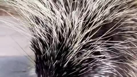 Why is nobody talking about how cute porcupines are?