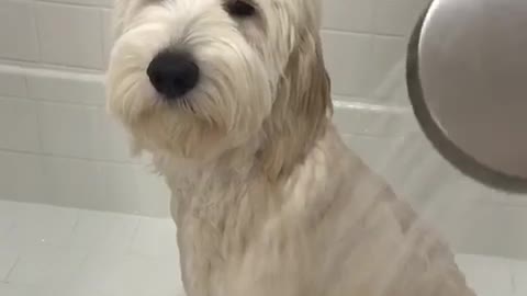 White dog white bath does not like shower