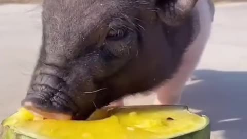 Piglet carries puppy and eating watermelon - so much fun