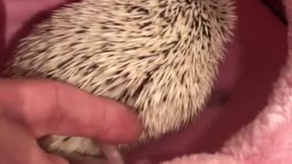 hedgehog sitting on his bed